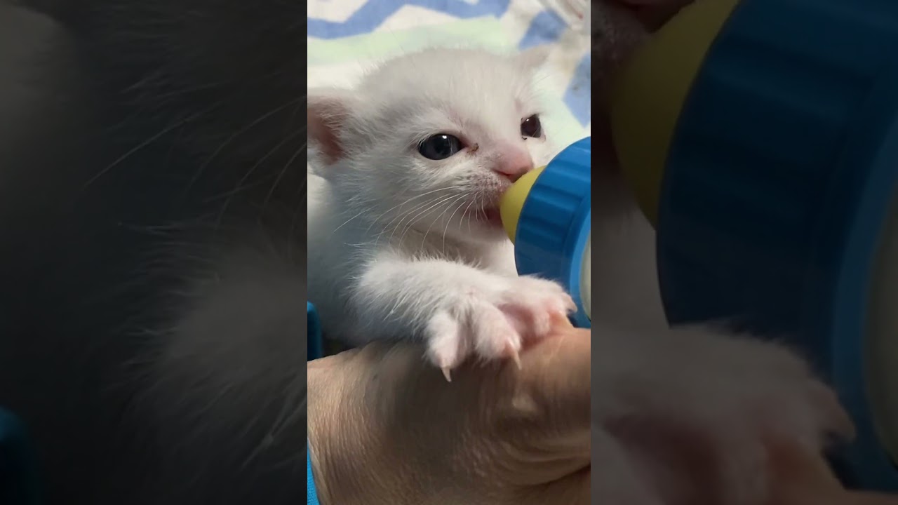 part⑧赤ちゃん猫が初めて離乳食を食べた感動の瞬間
