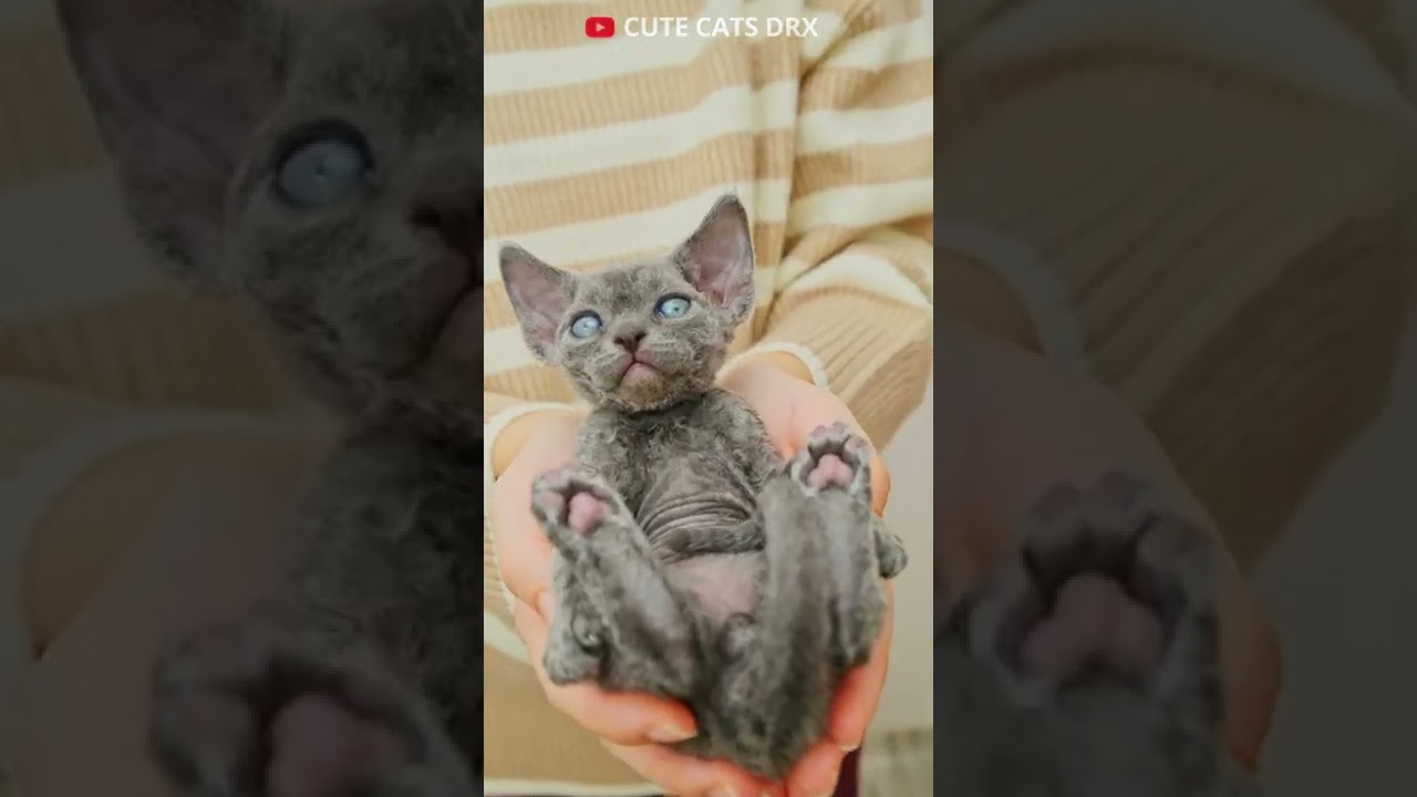 Bob handsom cat cute cat Devon Rex posing at camera #shorts