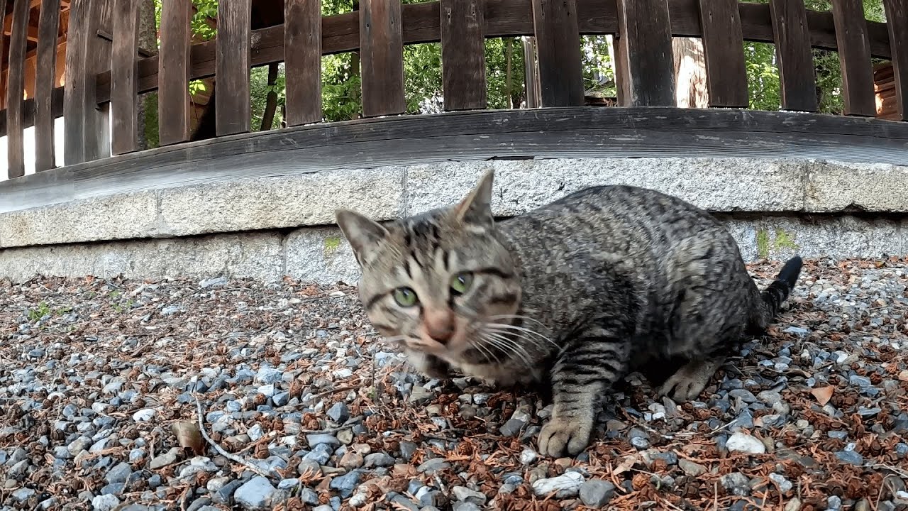 梅宮大社　神社の看板猫ツキちゃんを追いかけながらやってきた新参のキジ猫トラヤちゃんが、先輩猫達に遠慮することなく境内を闊歩する