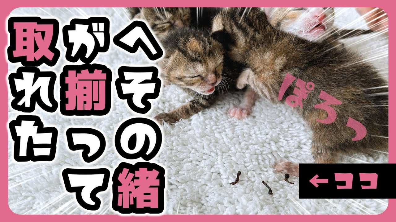 「ばぶぅ～」子猫 へその緒が同時に取れてみんな大人になりました ミルクもイッキ飲み 毎日がお祭り騒ぎ【保護猫生活3日目】