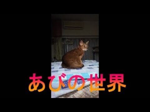 ネコ動画あび＃3405　あびの毎日　アビシニアン　あび