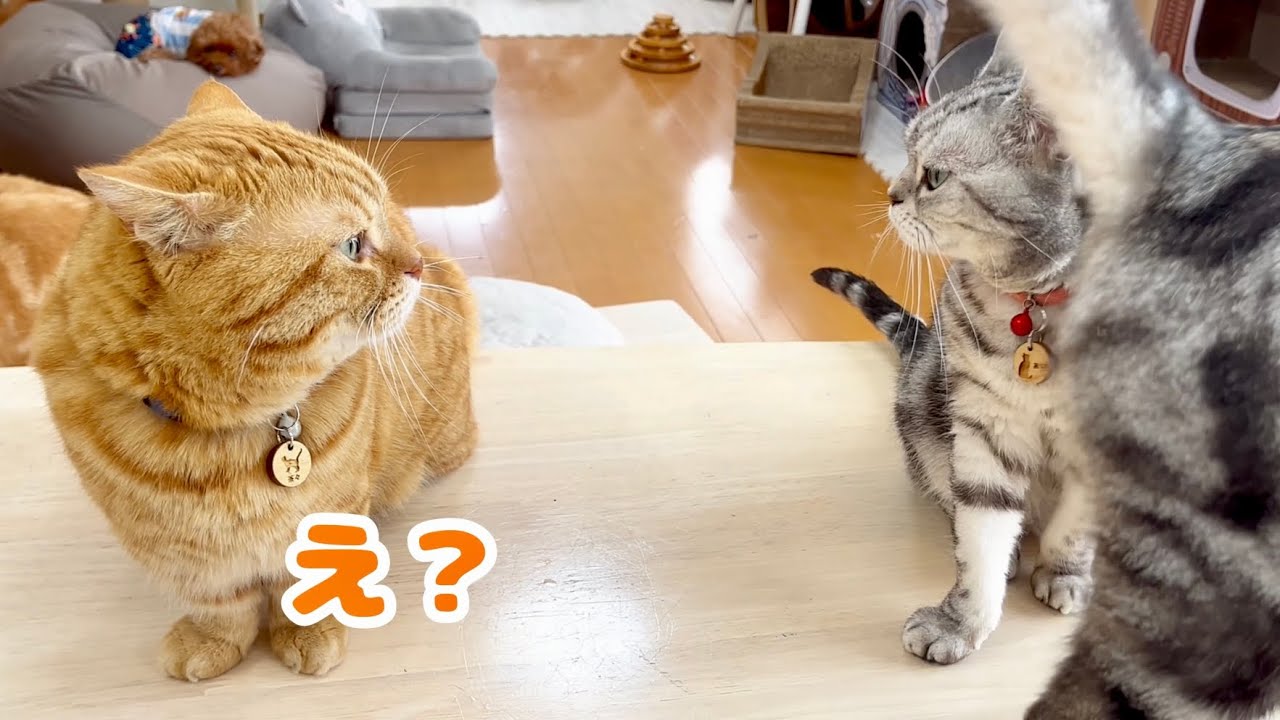年下男子にときめいちゃうあい様とその様子を目撃してたまげてる茶々 #猫 #マンチカン