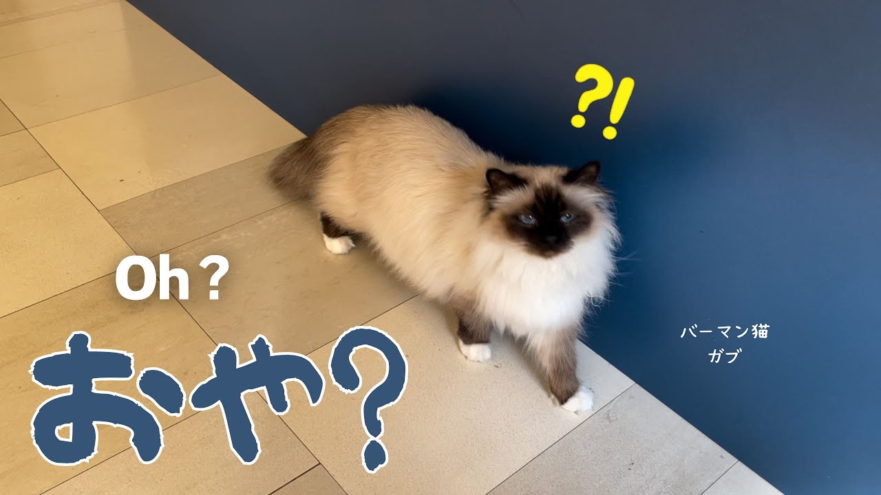 バーマン猫ガブ【おや？】Oh？（バーマン猫）Birman/Cat