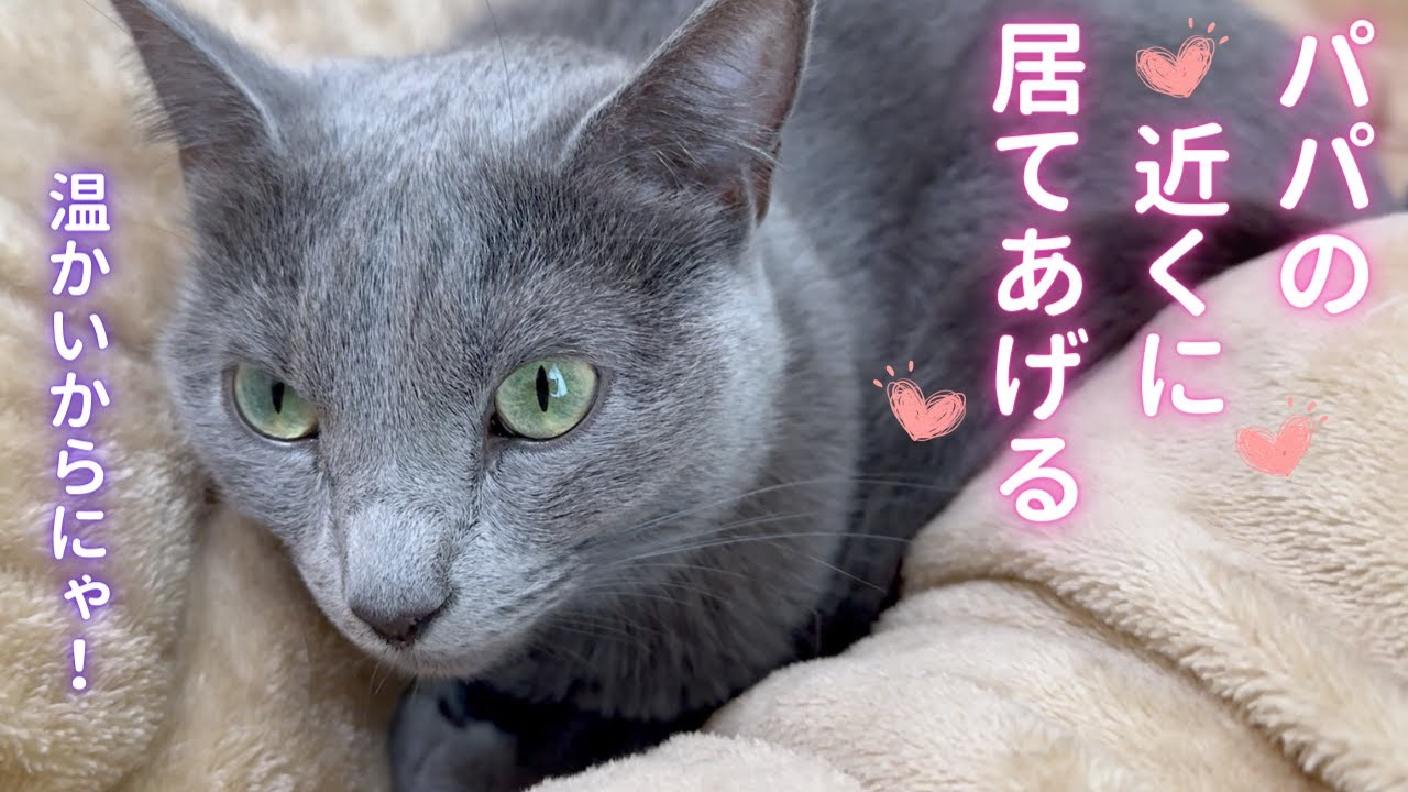 【猫ロシアンブルー】ラブラブな休日❤️そら＆パパ〜前編〜