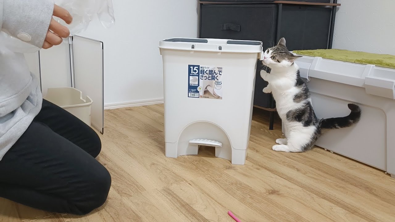 ゴミ箱ひっくり返し職人の子猫に引退勧告をしました…