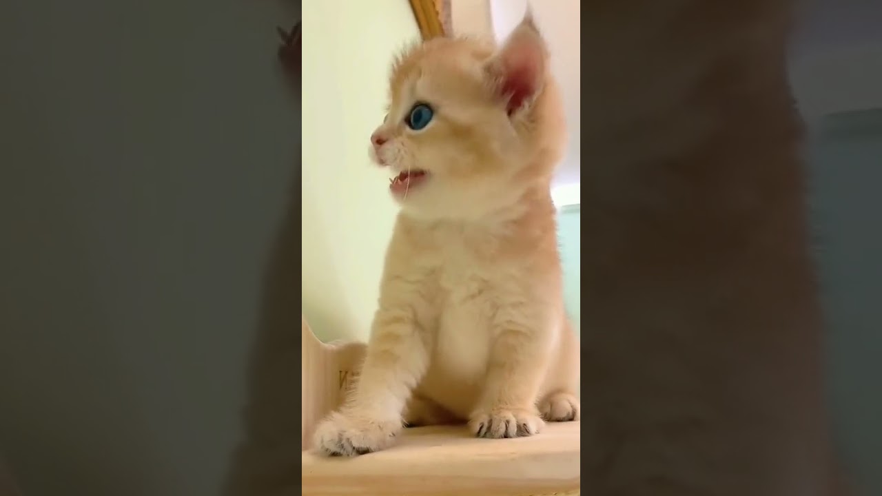 Brown cat with beautiful voice