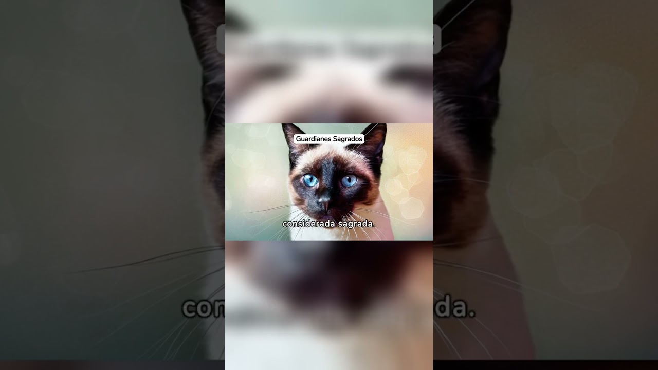 El Misterioso Gato Siamés: Guardianes de los Templos Antiguos #shorts