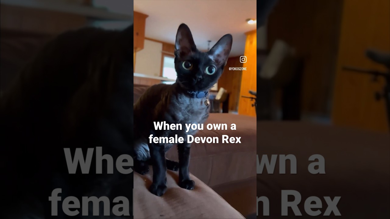 What it’s like to own a female Devon Rex Cat #funny #cat #catlover