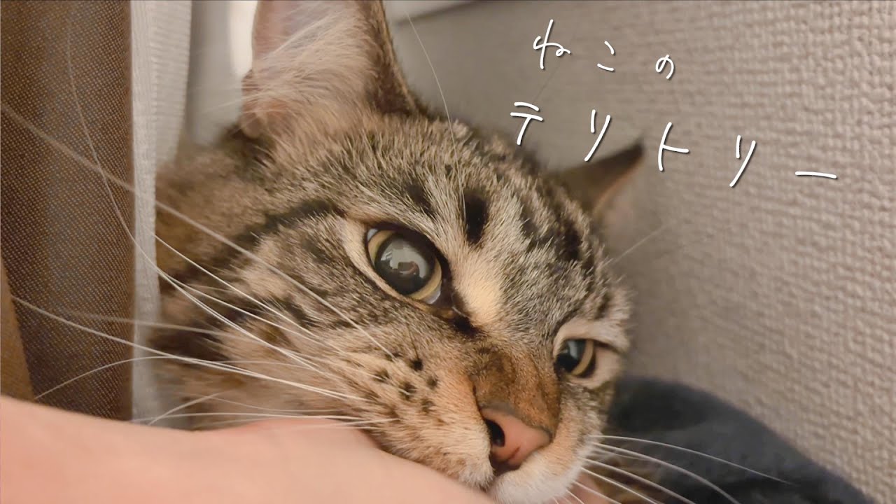 気付けば猫のテリトリーになっていく部屋【メインクーン】