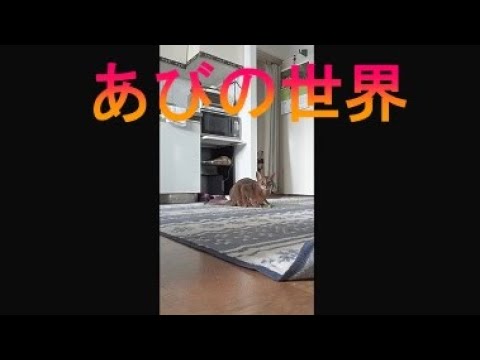 ネコ動画あび＃3416　あびの毎日　アビシニアン　あび