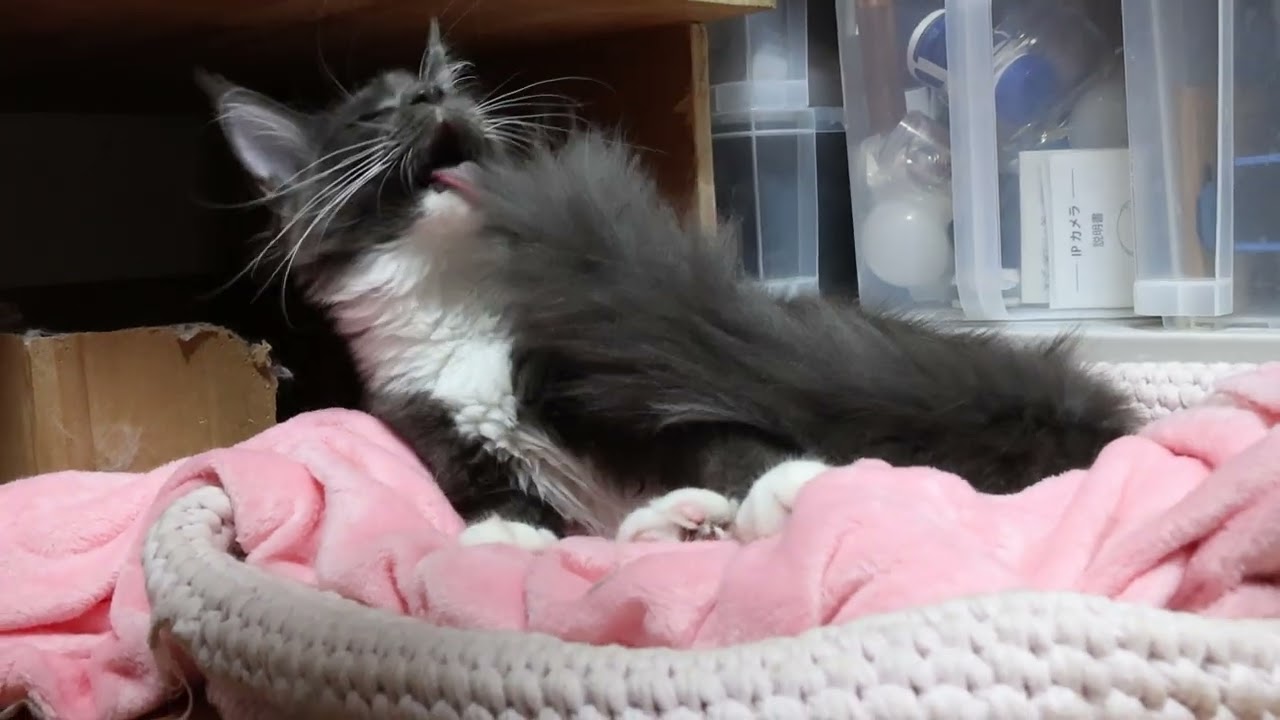 グルーミングするメインクーン子猫のアオイちゃん