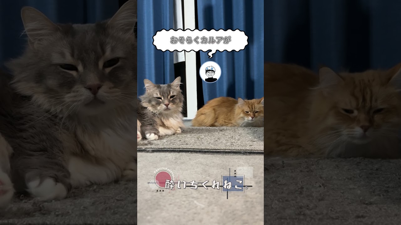 奇跡 #Shorts #マンチカン #猫 #ネコ #cat #博多弁 #vlog #猫のいる暮らし