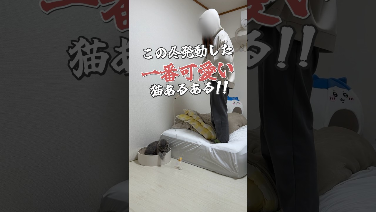 #猫 #ねこ #ブリティッシュショートヘア #スコティッシュフォールド #可愛い猫 #猫動画