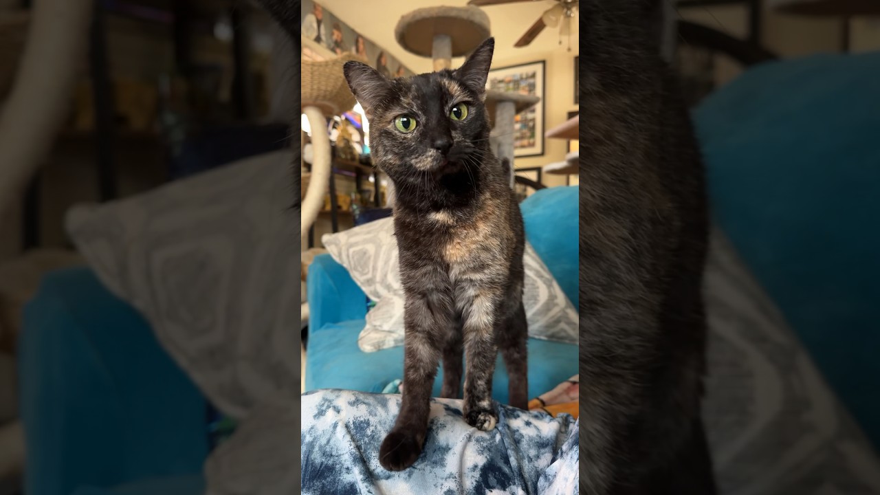 10 Year Old Baby | @catladytails