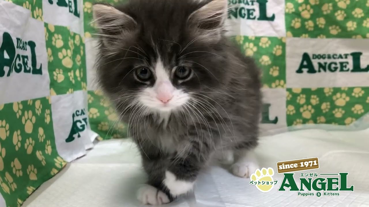 メインクーン 2404051 【ペットショップエンゼル　子犬・子猫販売】