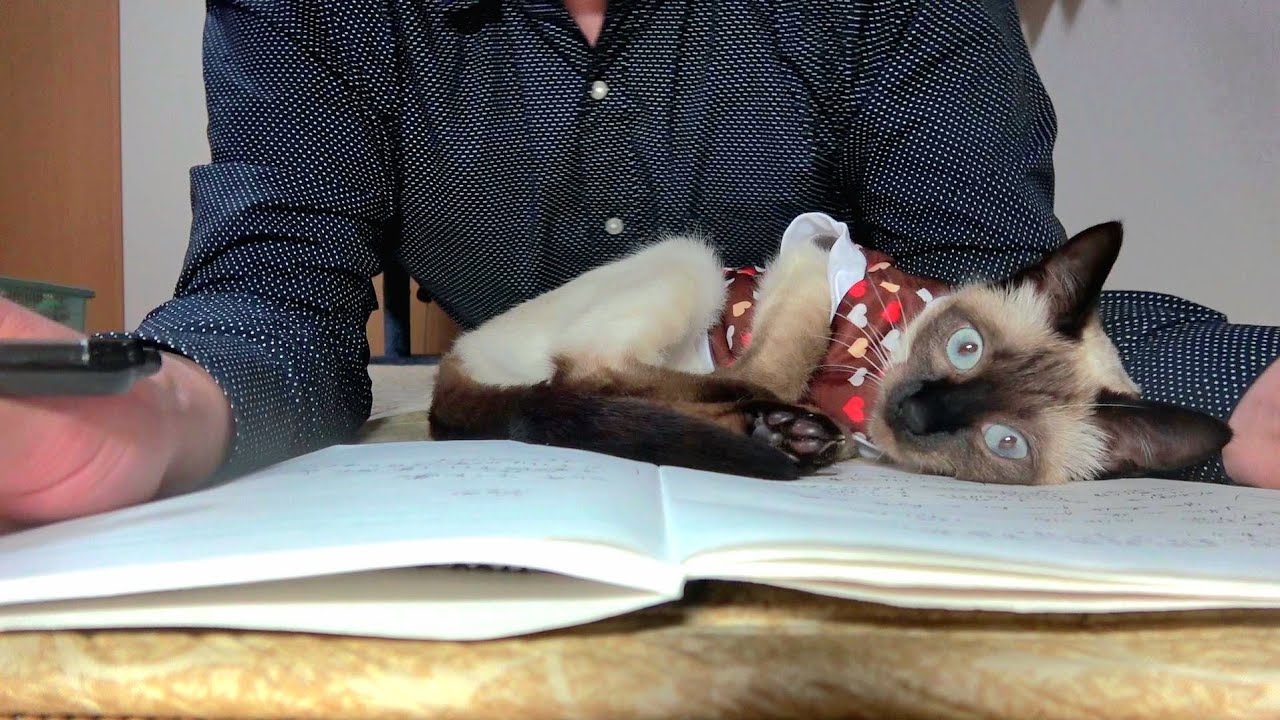 ノートひらいて書き物してると割り込んで来るシャム子猫✒
