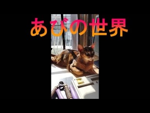 ネコ動画あび＃3419　あびの毎日　アビシニアン　あび