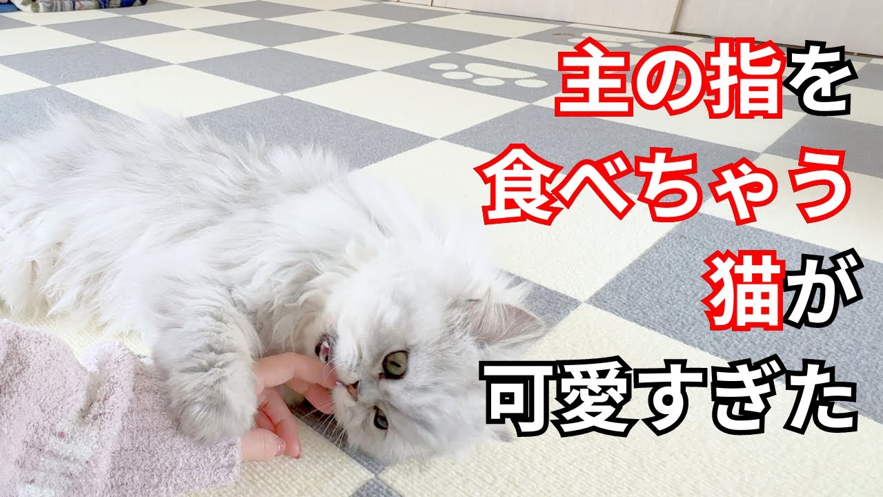 【ペルシャ猫】主の指を食べちゃう猫が可愛すぎた