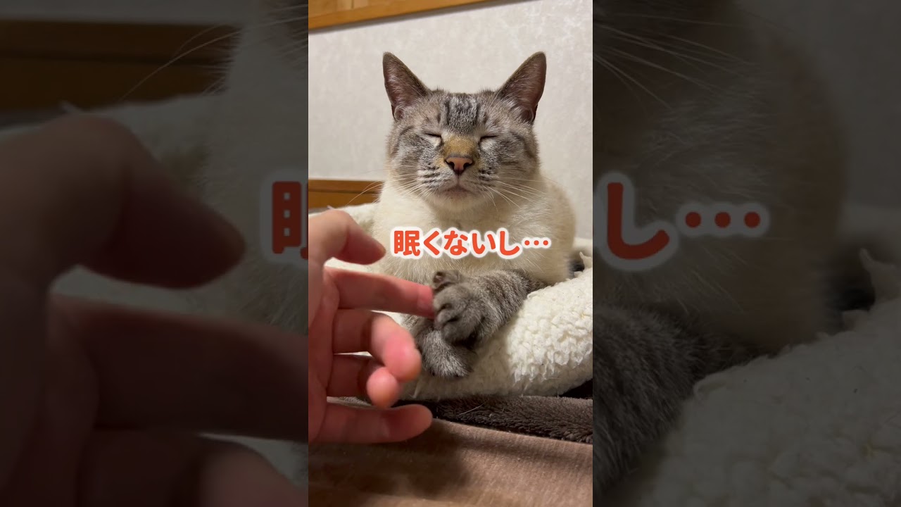 猫を眠らせる技がこちら