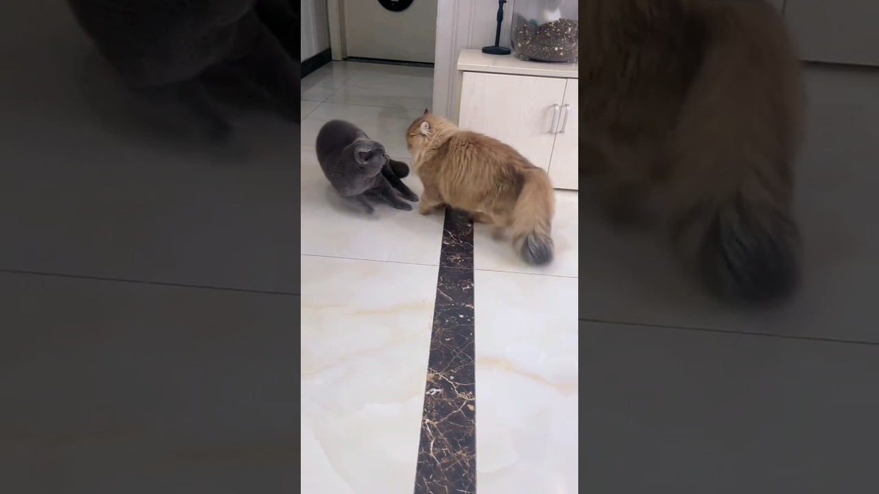 Black & Brown Cats Fight 🐈 #cat #animals