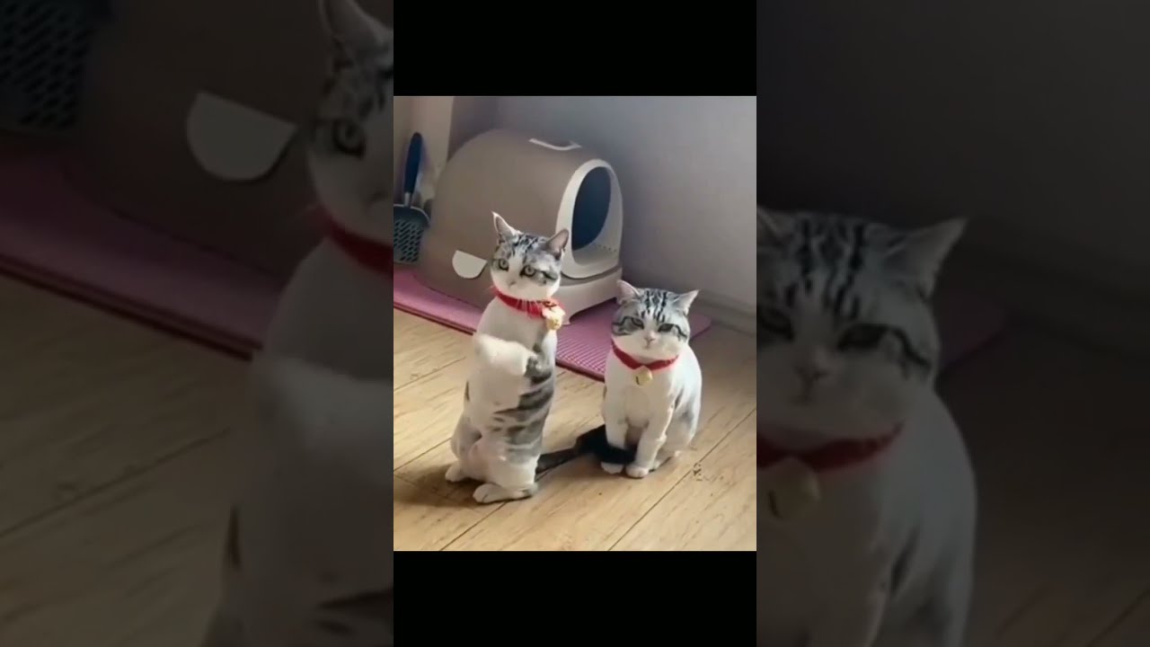 Keep up good job 😂😂 kitty want to dancing 💟💟 #shorts
