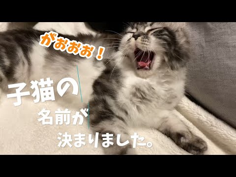 子猫が可愛い。子猫の名前が決まりました。アメリカンカールの子猫