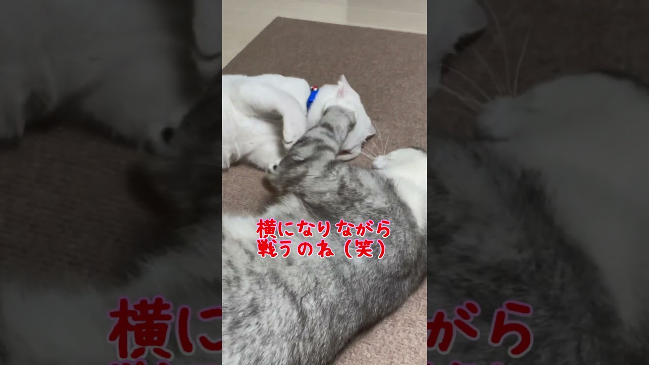 人間の兄弟のような喧嘩をする猫達が可愛い