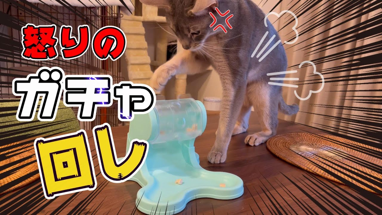 全然出ないガチャを怒りをもって回し続けるうちの猫さん♡