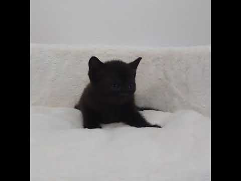 ボンベイ まっくろなボンベイちゃん💓