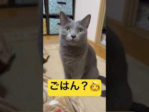 【猫ロシアンブルー】一生懸命に「ごはん」を言う そらちゃん#shorts