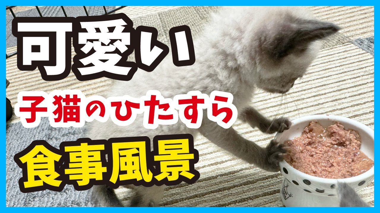 【保護 子猫】元気になった子猫が一生懸命に食べる姿が可愛い。（冬62）