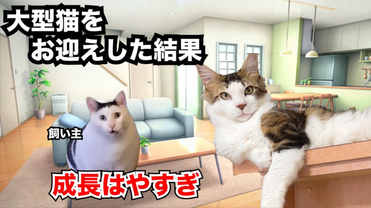 【猫ミーム】大型種の子猫を1年飼ったみた結果こうなった【強パンチ】