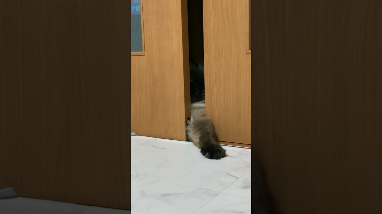 げんたくんの登場シーン#猫 #猫の日 #ヒマラヤン #猫のいる生活 #shorts
