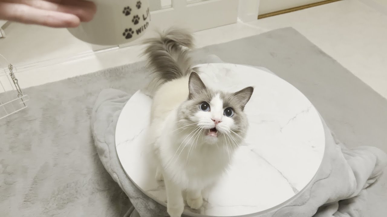 ごはんが食べたくて仕方ないラグドール猫
