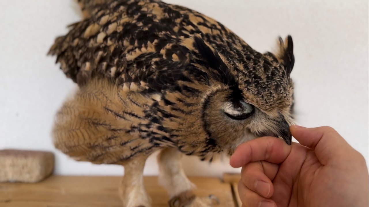 #888 甘えたフクロウ Dependent owl 【ベンガルワシミミズク】