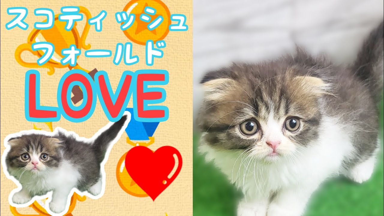 スコティッシュフォールド・仔猫【川崎小田栄店】