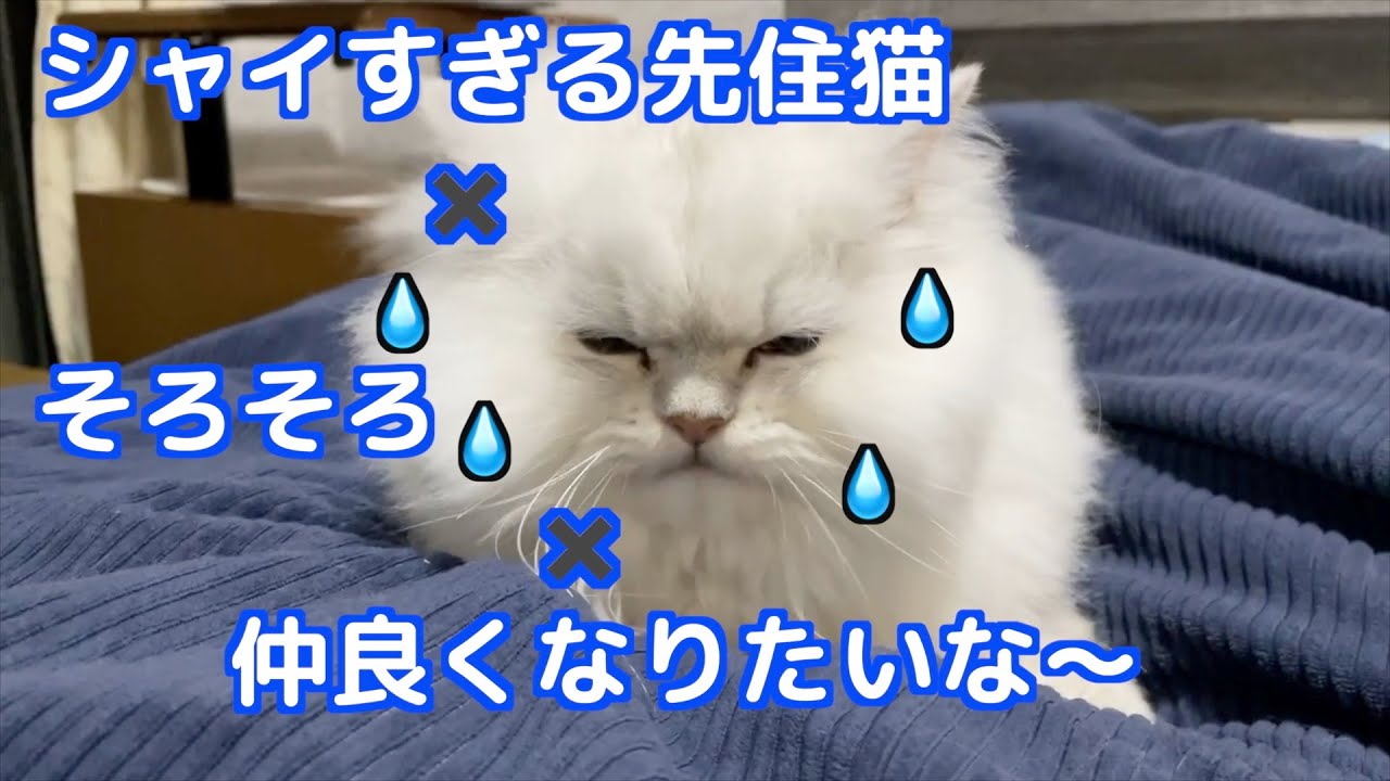 【先住猫】【子猫】【ペルシャ猫】なかなか仲良くなれない先住猫に子猫がアタック！慎重すぎる先住猫が可愛過ぎた