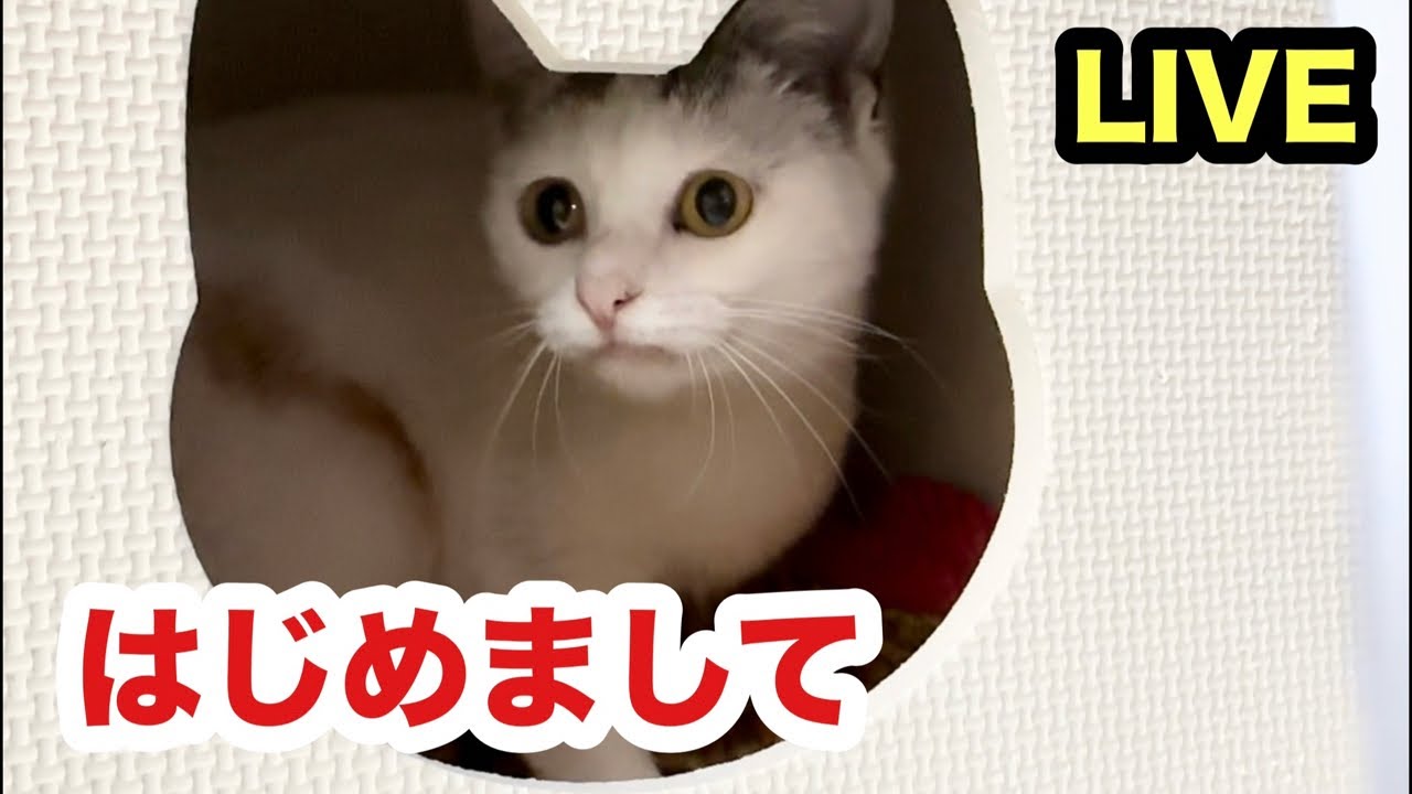 奇跡の子猫と初めての生配信