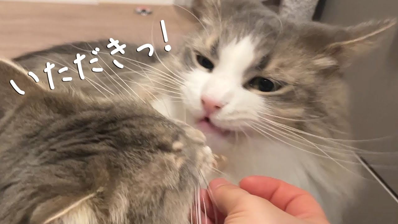 味見ご飯が一番美味しいのに横取りされるイケメン猫 ノルウェージャンフォレストキャット