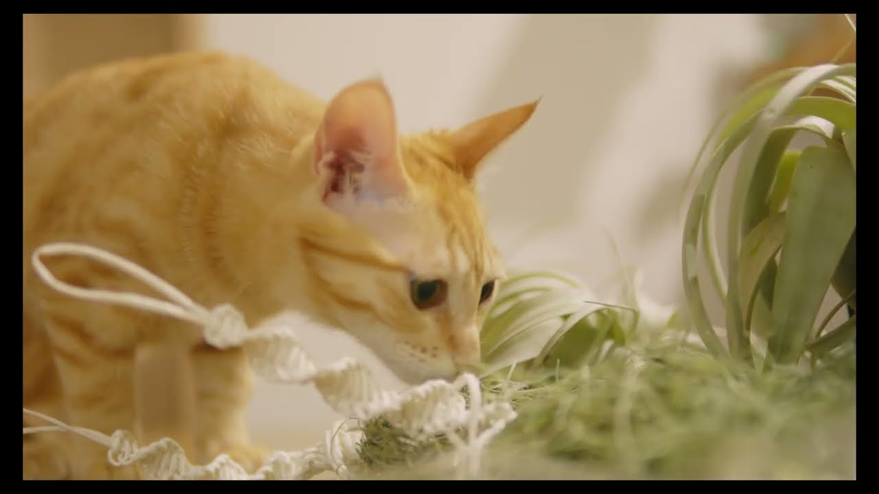 エアプランツ