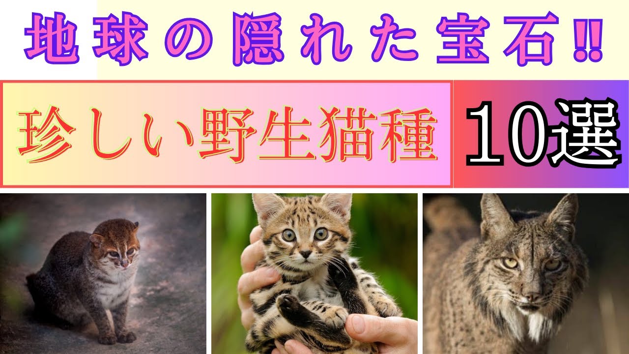 世界の珍しい野生猫種10選‼︎