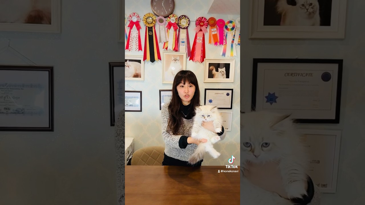 4/12 サイベリアン子猫ご紹介ライブ💕パート2💕全編はこのアカウントのライブのカテゴリーからご覧下さい😻 #サイベリアン #子猫 #ペットショップ #猫