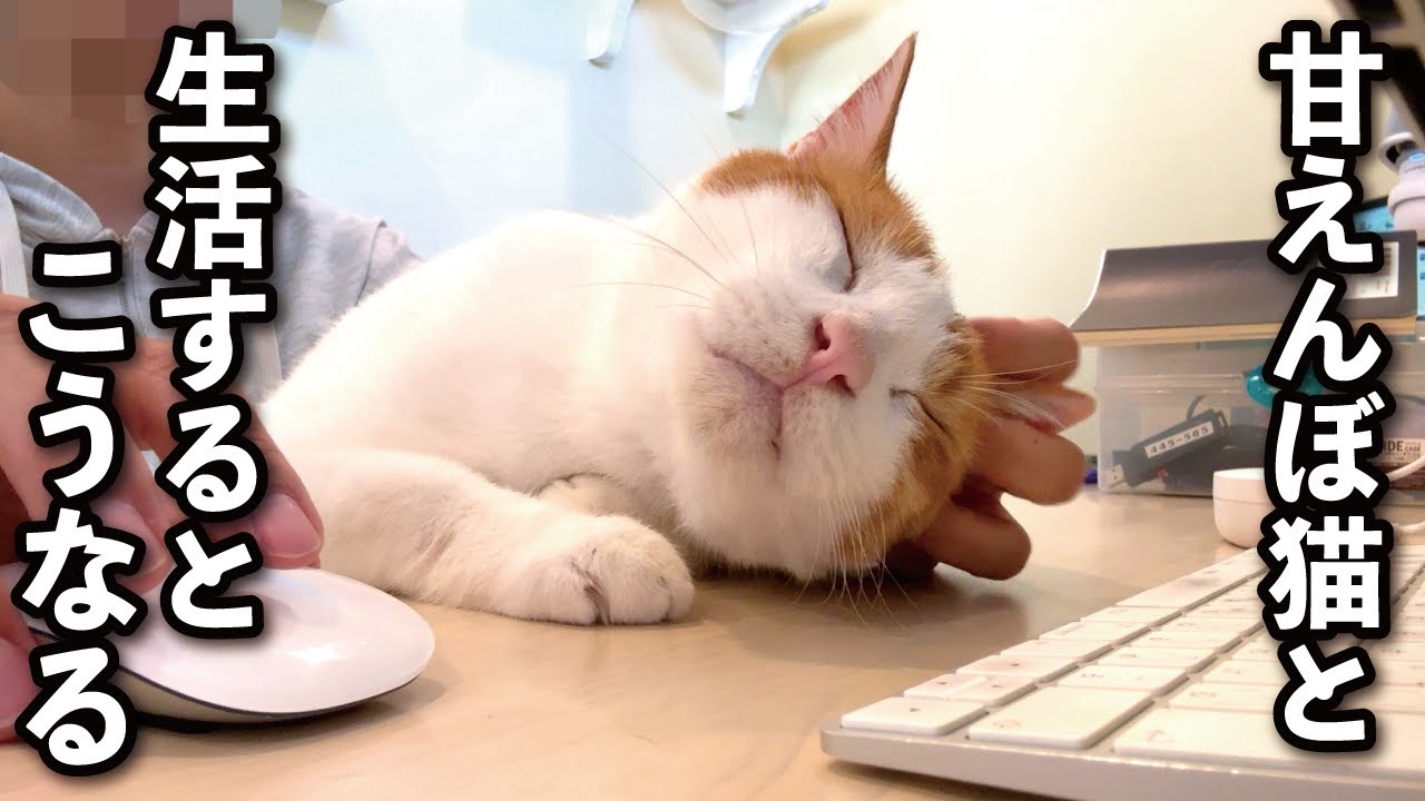 【甘えんぼ猫】毎日こんな拷問な環境で動画制作しています…