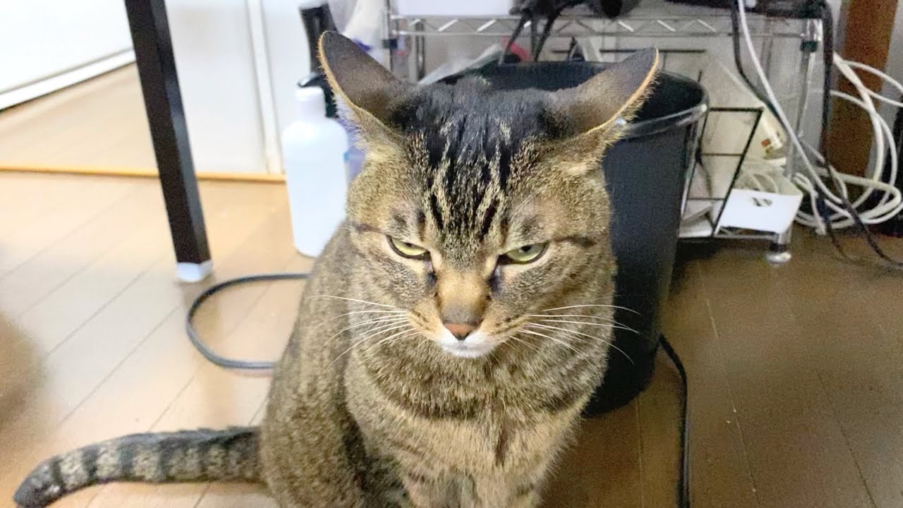 あどけない顔だった子猫が殺し屋のような顔の猫になりました...