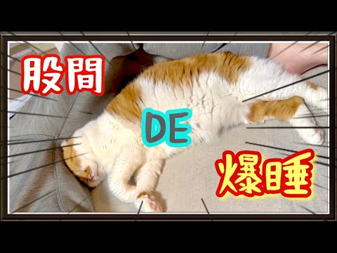 誰かに触ってないと寝れない甘えん坊猫