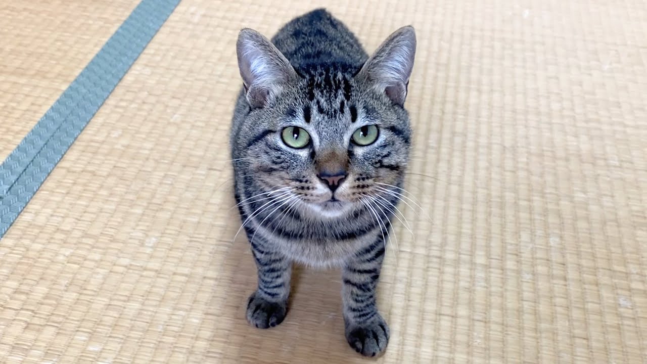 【涙腺崩壊】保護した子猫が立派な猫へと成長した感動物語...