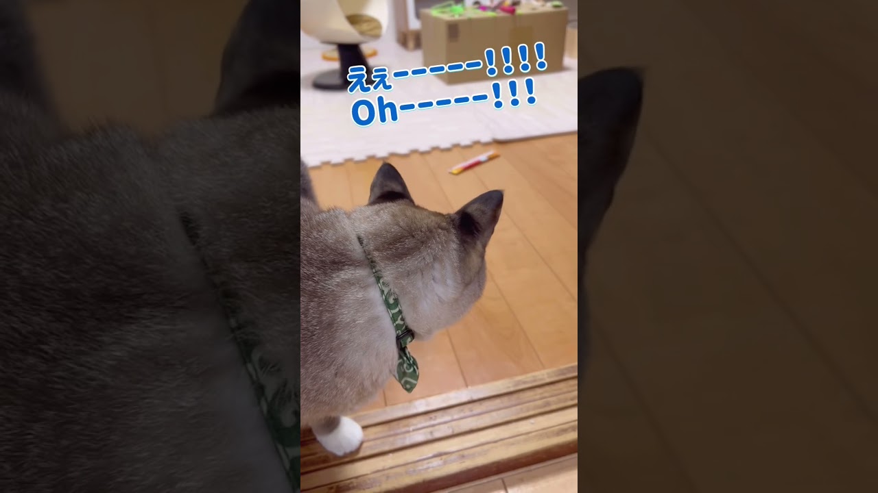 絶対に動かない大好きなチュールが動いた時の猫の反応