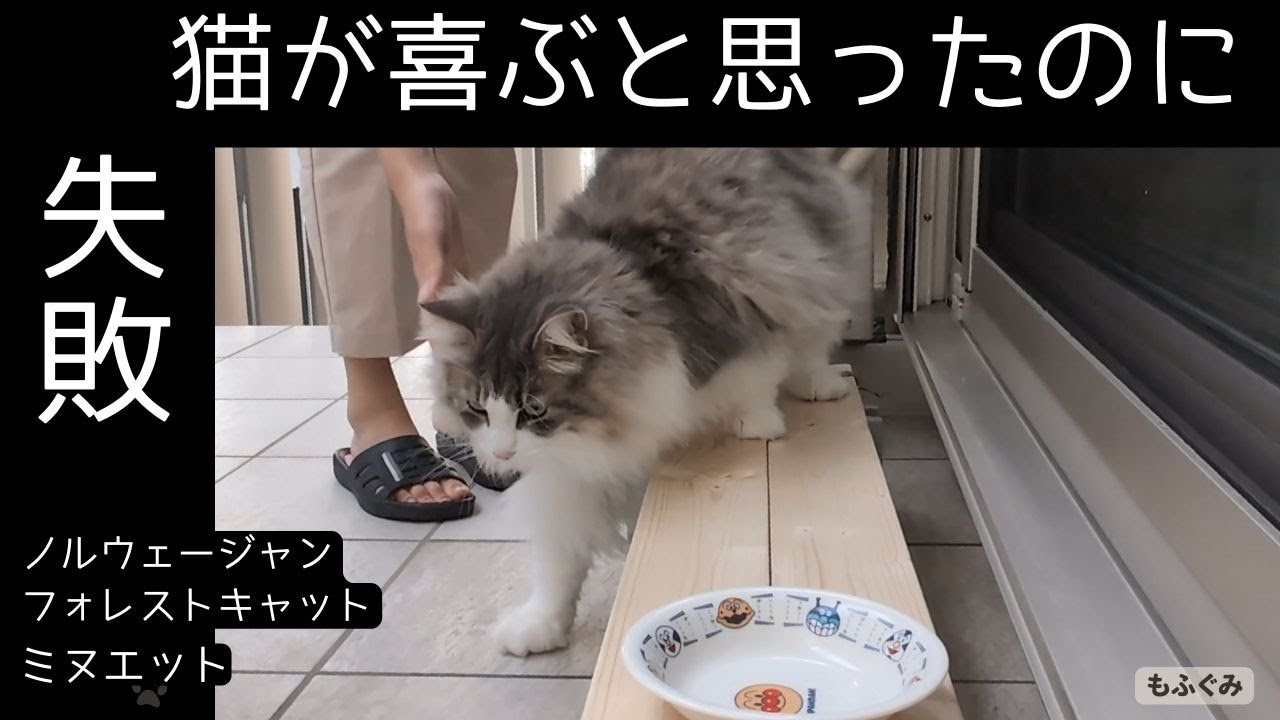 猫が好きな細い板。置いてみたけど...。【ミヌエット＆ノルウェージャンフォレストキャット】