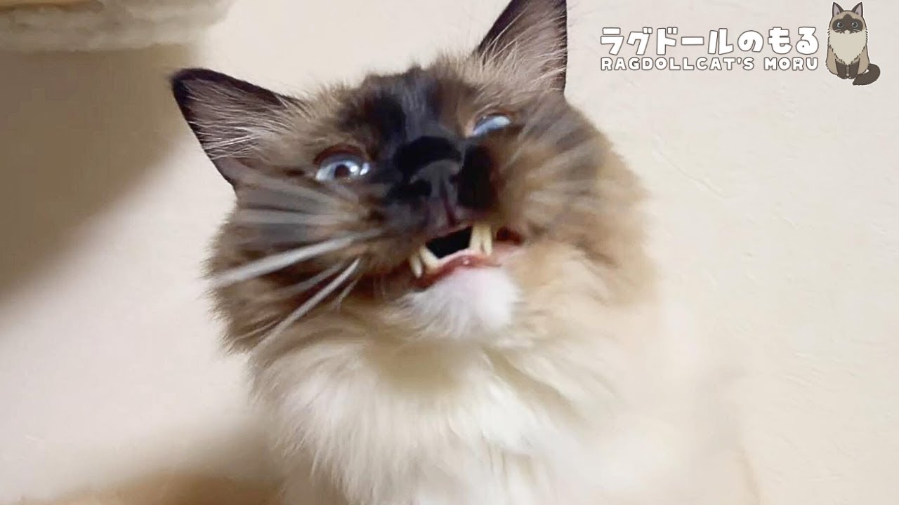 ナデナデするんじゃねぇ！😾