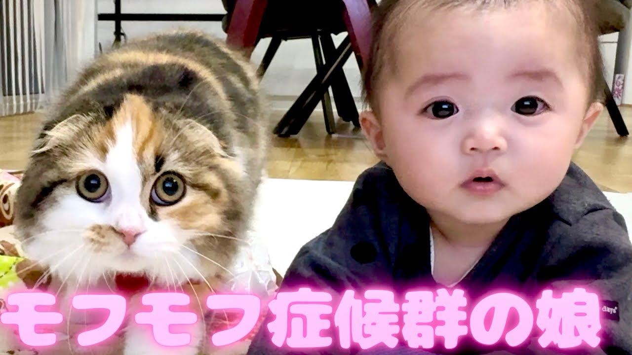 ㊗️初ずりばいする赤ちゃんと狙われる猫　スコティッシュフォールド